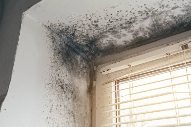 Trusted Commercial Mold Remediation service in Moshannon, PA - Cheap Mold Removal